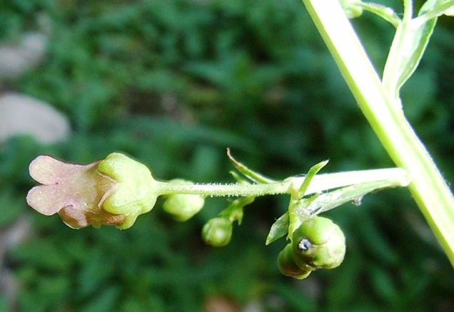 Scrophularia umbrosa